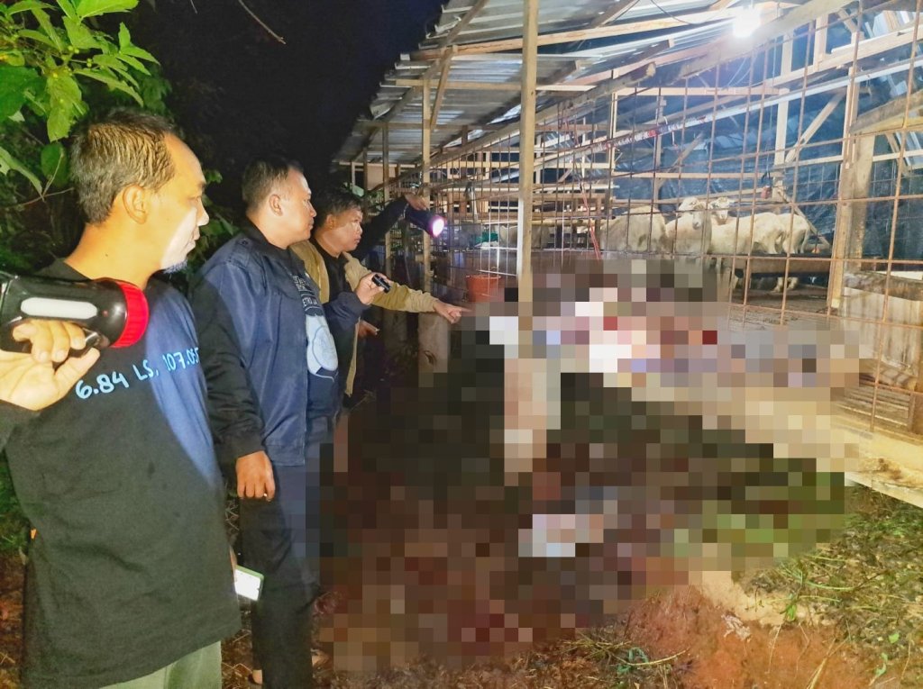 4 Domba Raib Digondol Maling di Cilodong Depok, Hanya Tersisa Jeroan